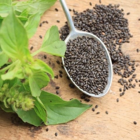 basil seeds from plant BASIL SEEDS BaBri Boel – ORGANIC KASHMIR®