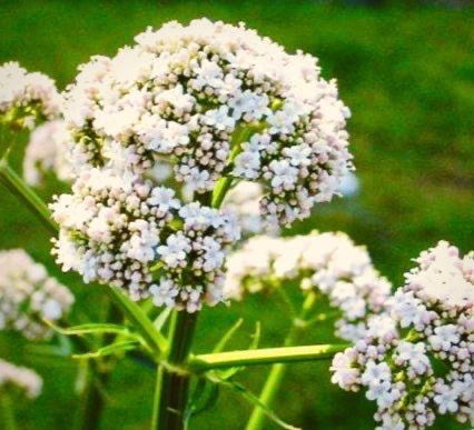 
                  
                    Valeriana Jatamansi MuskBala
                  
                