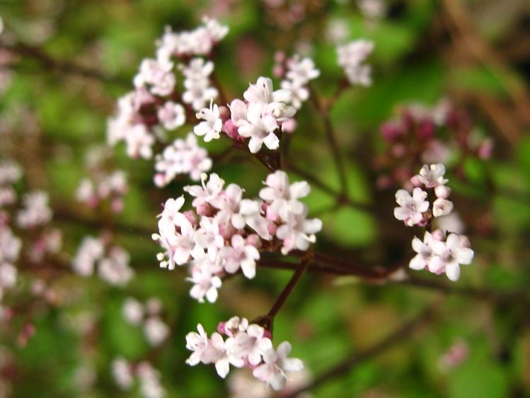 Valeriana Jatamansi MuskBala